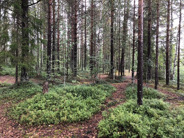 Лес